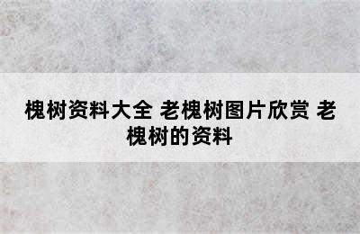 槐树资料大全 老槐树图片欣赏 老槐树的资料